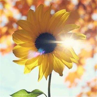 盈彩网手机app下载